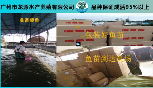 龍源水產加州鱸魚苗批發 批發報價與品質優勢全解析（含計算機參考類比）